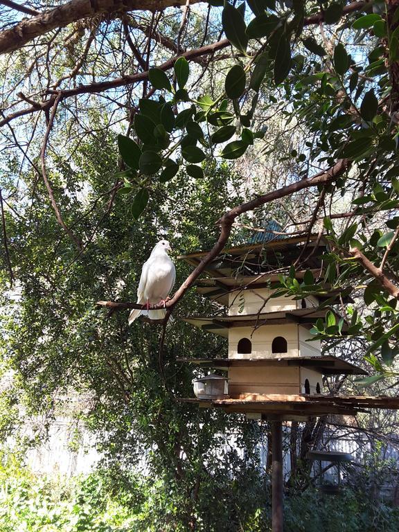 Bed and Breakfast The Dove Cote Tanunda Exterior foto